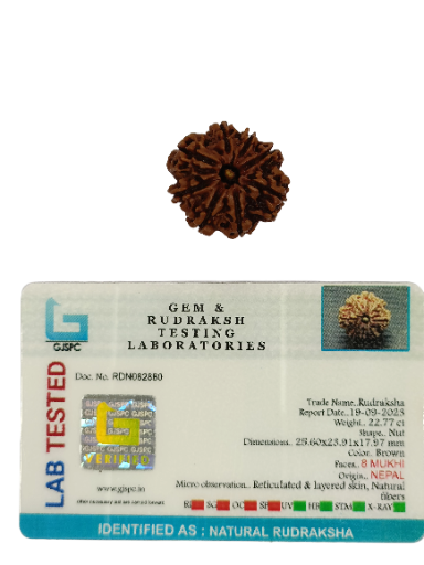 8 Mukhi Rudraksha