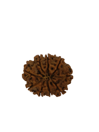 9 Mukhi Rudraksha