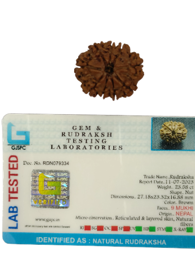 9 Mukhi Rudraksha