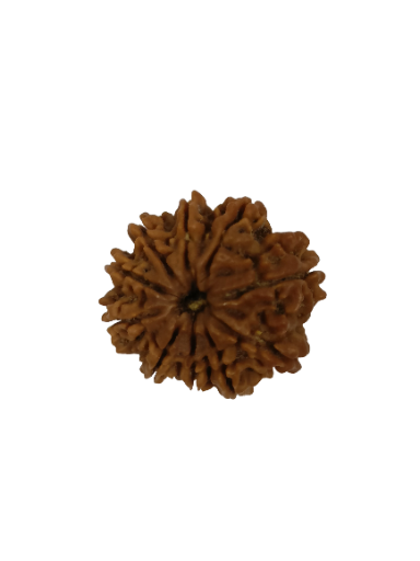 10 Mukhi Rudraksha