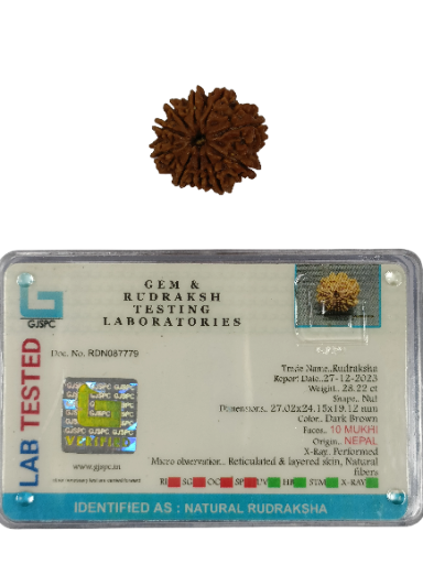 10 Mukhi Rudraksha