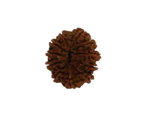 11 Mukhi Rudraksha
