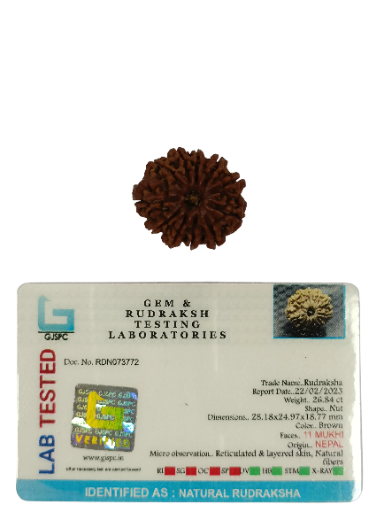 11 Mukhi Rudraksha