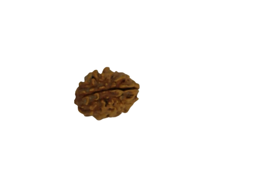 2 Mukhi Rudraksha