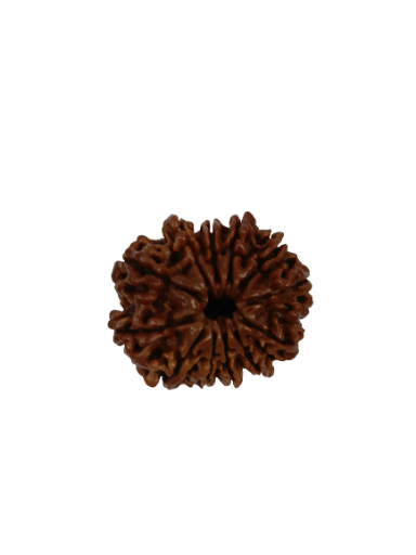 12 Mukhi Rudraksha