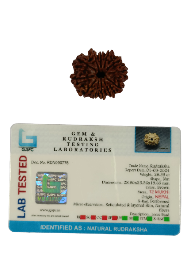 12 Mukhi Rudraksha