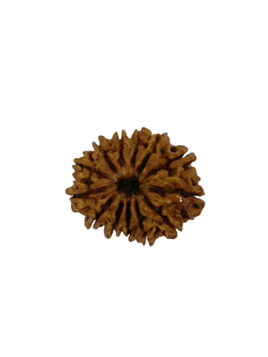 13 Mukhi Rudraksha