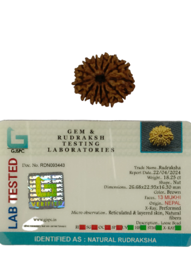 13 Mukhi Rudraksha