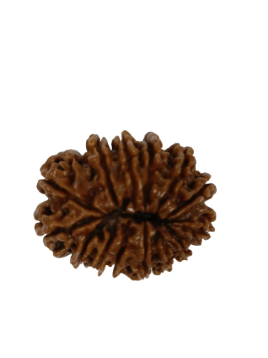 14 Mukhi Rudraksha