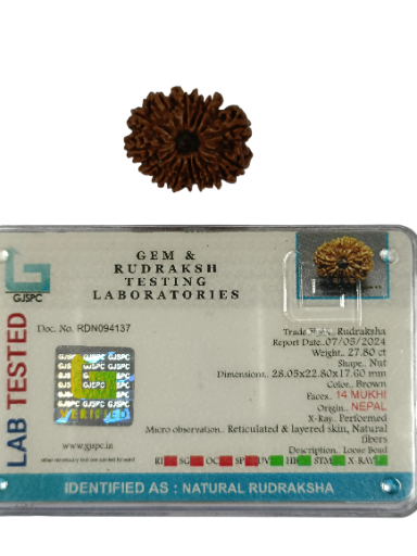 14 Mukhi Rudraksha