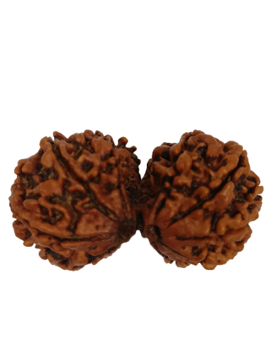 Gauri Shankar Rudraksha