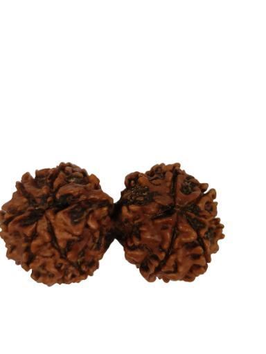 Gauri Shankar Rudraksha