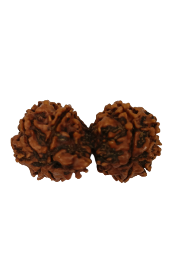 Gauri Shankar Rudraksha