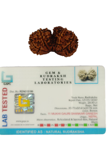 Gauri Shankar Rudraksha