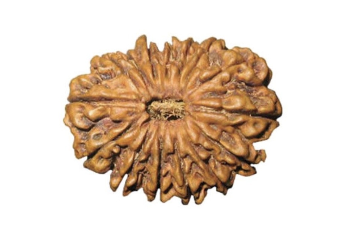 15 Mukhi Rudraksha
