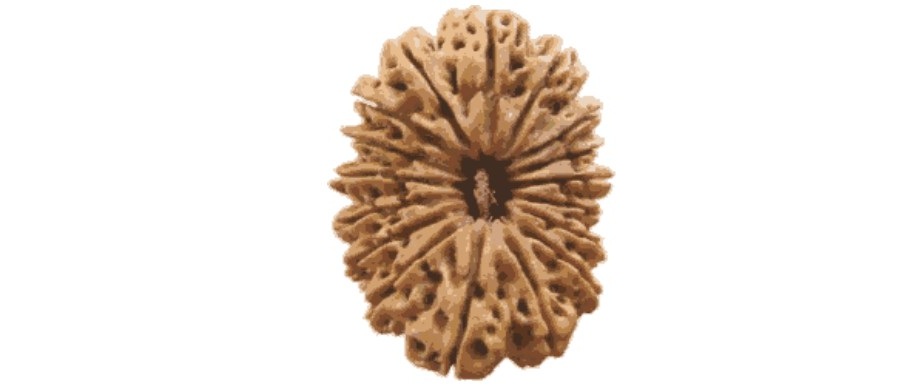 17 Mukhi Rudraksha