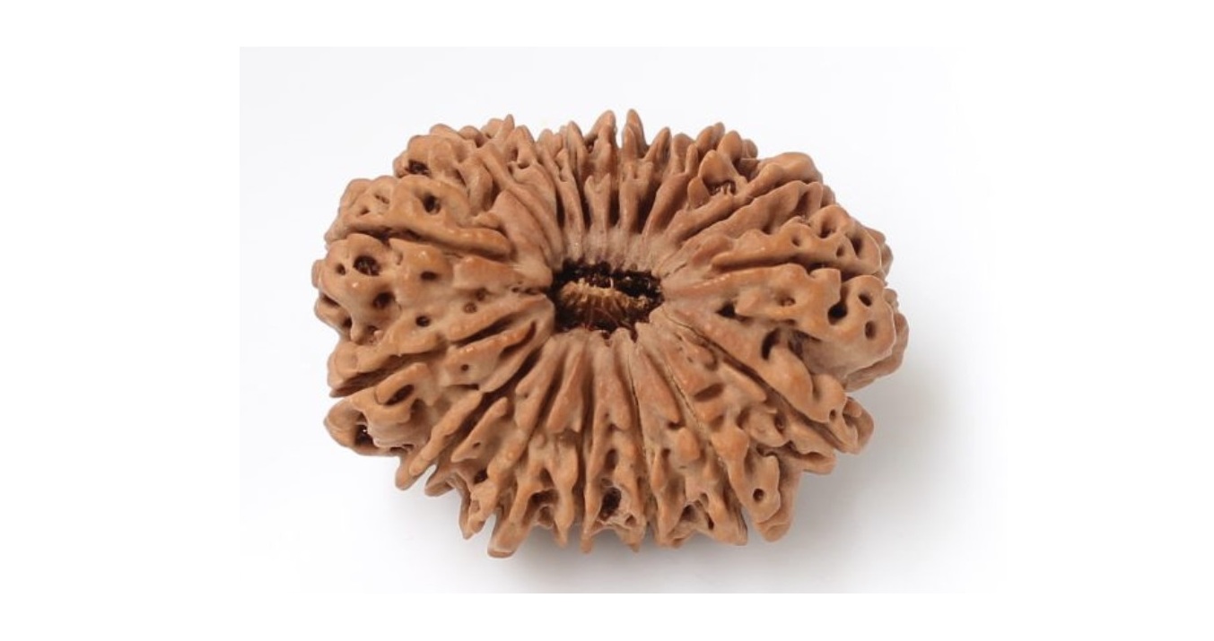 16 Mukhi Rudraksha