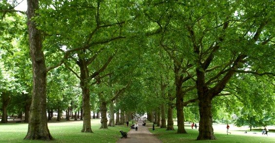 PROGETTAZIONE, REALIZZAZIONE E MANUTENZIONE DI AREE A VERDE, PARCHI E INTERNI