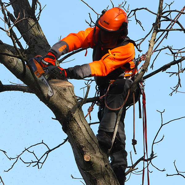 POTATURE DI ALBERI DI ALTO FUSTO (FINO A 16 METRI) PER FRUTTETI E GIARDINI