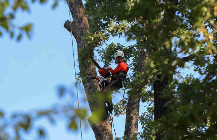POTATURE DI ALBERI DI ALTO FUSTO (FINO A 16 METRI) PER FRUTTETI E GIARDINI