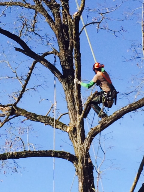 POTATURE DI ALBERI DI ALTO FUSTO (FINO A 16 METRI) PER FRUTTETI E GIARDINI