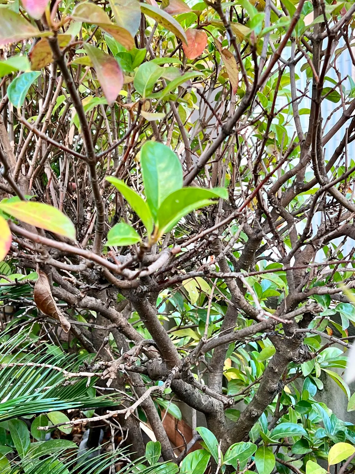 RIMOZIONE DI PIANTE SECCHE O PERICOLOSE