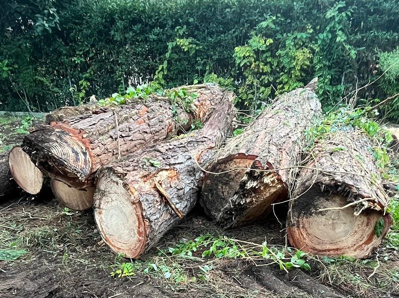 RIMOZIONE DI PIANTE SECCHE O PERICOLOSE