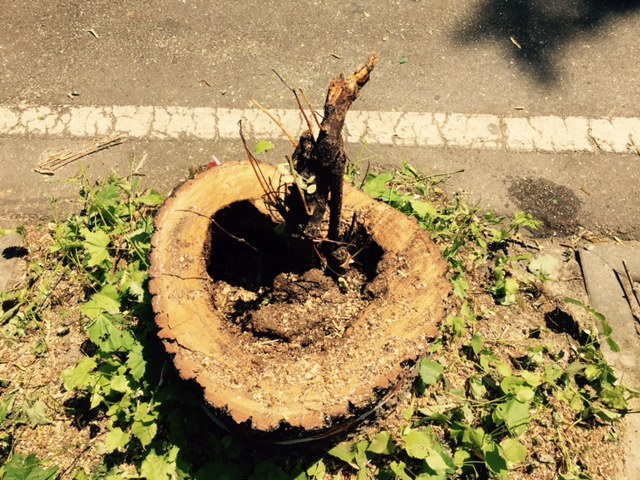 RIMOZIONE DI PIANTE SECCHE O PERICOLOSE