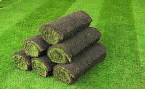 FORNITURA E POSA IN OPERA DI ZOLLE DI PRATO PRONTO O MANUTENZIONE