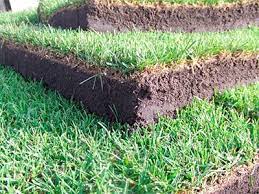 FORNITURA E POSA IN OPERA DI ZOLLE DI PRATO PRONTO O MANUTENZIONE