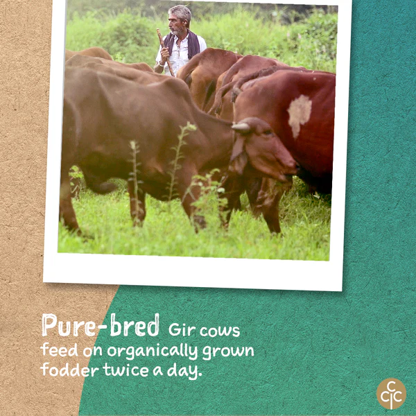A2 Gir Cow Ghee - 600 ml