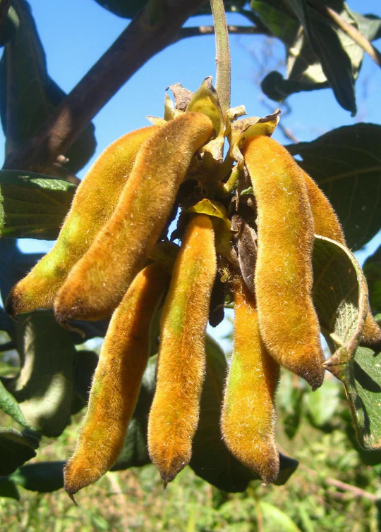 Mucuna