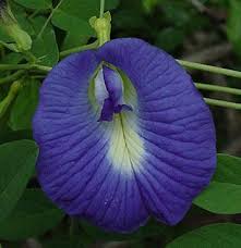 Clitoria Ternatea