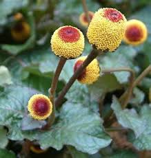Spilanthes Acmella