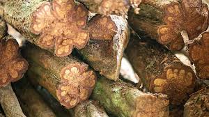 Ayahuasca (Banisteriopsis caapi)