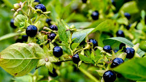 Belladona - Atropa belladonna