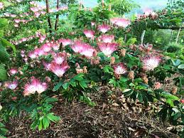 Bobinsana - Calliandra angustifolia