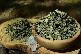  Calea Zacatechichi - Calea ternifolia