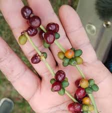 Chacruna - Psychotria viridis