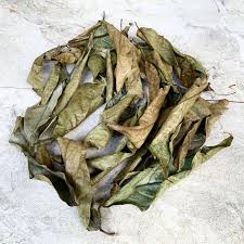 Chaliponga - Diplopterys cabrerana