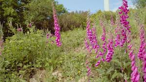 Dedalera - Digitalis purpurea
