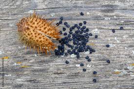 Estramonio - Datura stramonium