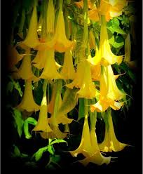 Floripondio - Brugmansia suaveolens