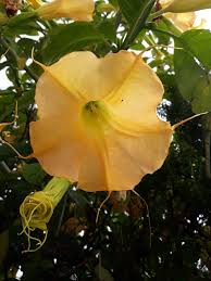 Floripondio - Brugmansia suaveolens