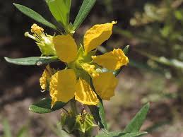 Sinicuichi - Heimia salicifolia