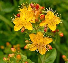Hierba de San Juan - Hypericum perforatum