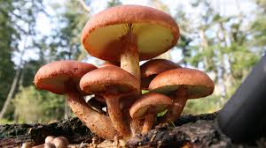 Hongo mágico, San Isidro, Teonanácatl, hongo cubensi - Psilocybe cubensis