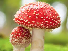 Matamoscas, Hongo de los espíritus - Amanita muscaria