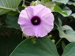 Rosa hawaiana, Vid de elefante - Argyreia nervosa