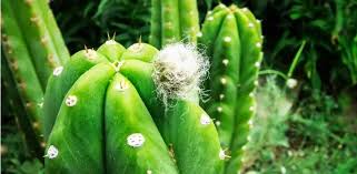 San Pedro, Huachuma -  Echinopsis pachanoi